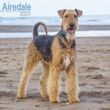 Kalender 2023 Airedale Terrier