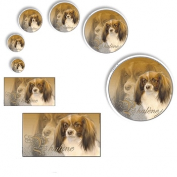 Aufkleber Phalene / Kontinentaler Zwergspaniel