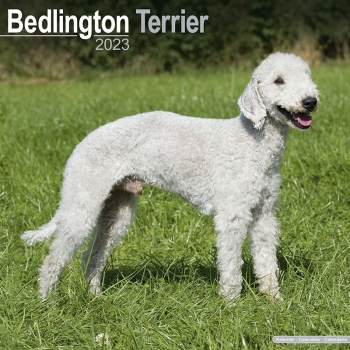 Kalender 2023 Bedlington Terrier