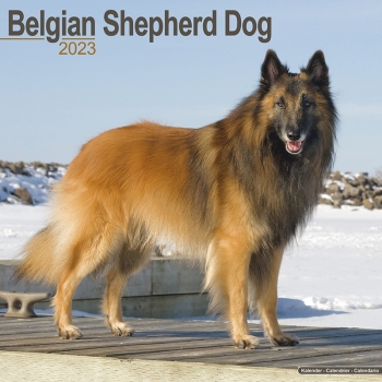 Kalender 2023 Belgischer Schäferhund Tervueren