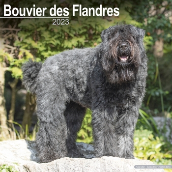 Kalender 2023 Bouvier des Flandres