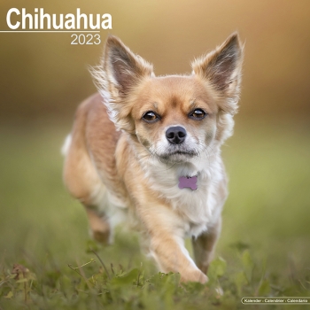 Kalender 2023 Chihuahua