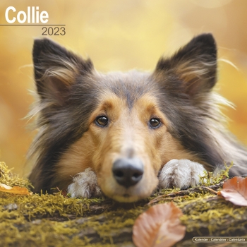 Kalender 2023 Collie Colly Colley