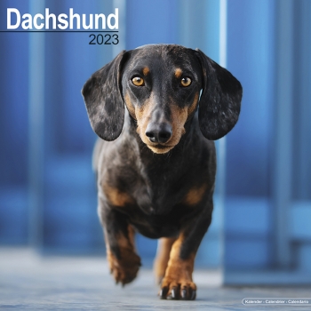 Kalender 2023 Dackel Kurzhaar Dachshund Teckel