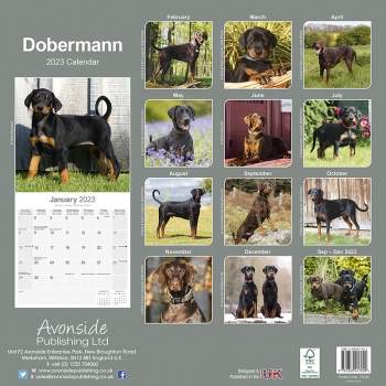 Kalender 2023 Doberman unkupiert (Euro)