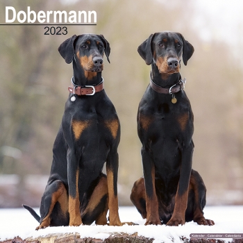 Kalender 2023 Doberman unkupiert (Euro)