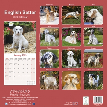 Kalender 2023 English Setter