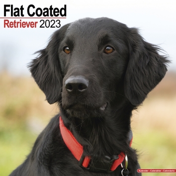 Kalender 2023 Flat Coated Retriever