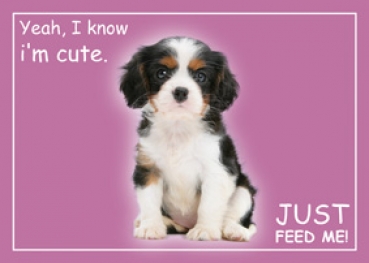 Futternapfunterlage CuteCavalier King Charles Spaniel