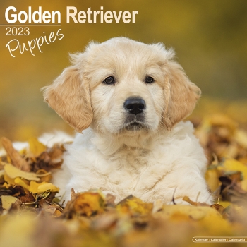 Kalender 2023 Golden Retriever Welpen