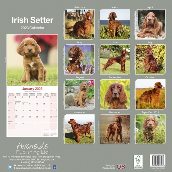 Kalender 2023 Irish Setter