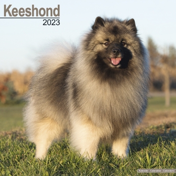 Kalender 2023 Deutscher Spitz / Keeshond