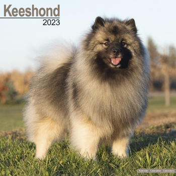 Kalender 2023 Deutscher Spitz / Keeshond