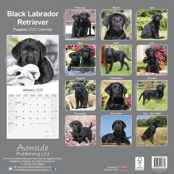 Kalender 2023 Labrador Retriever Welpen schwarz