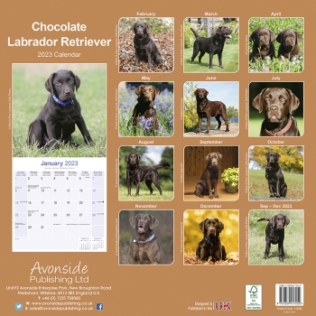 Kalender 2023 Labrador Retriever braun