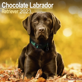 Kalender 2023 Labrador Retriever braun