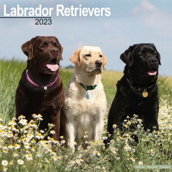Kalender 2023 Labrador (Mix)
