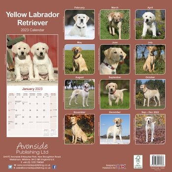 Kalender 2023 Labrador Retriever blond