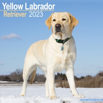 Kalender 2023 Labrador Retriever blond