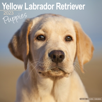 Kalender 2023 Labrador Retriever Welpen blond