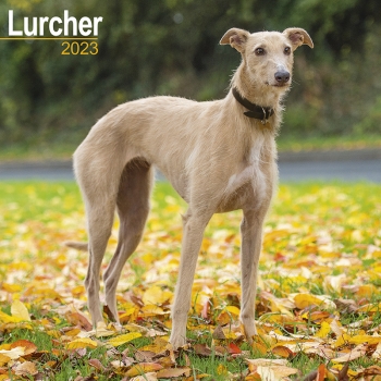 Kalender 2023 Lurcher Windhund