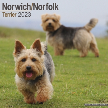 Kalender 2023 Norfolk Terrier