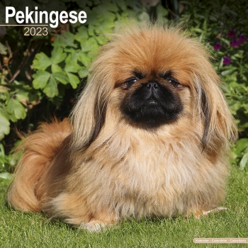 Kalender 2023 Pekinese Palasthund