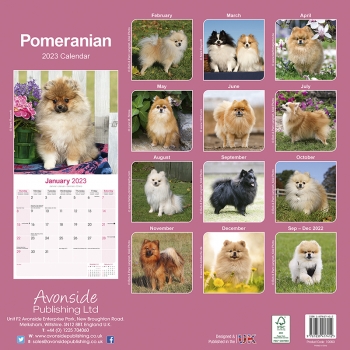 Kalender 2023 Pomeranian / Zwergspitz