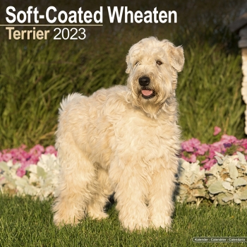 Kalender 2023 Soft Coated Wheaten Terrier