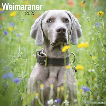 Kalender 2023 Weimaraner