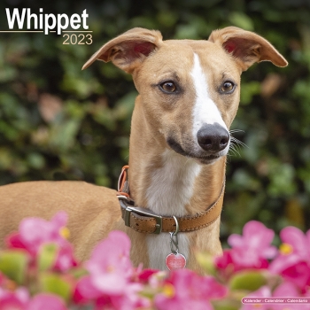 Kalender 2023 Whippet