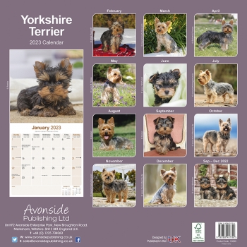 Kalender 2023 Yorkshire Terrier