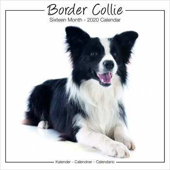 Studio Kalender 2023 Border Collie