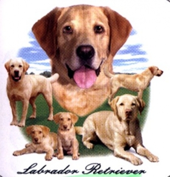 Motiv Labrador Retriever Gruppe