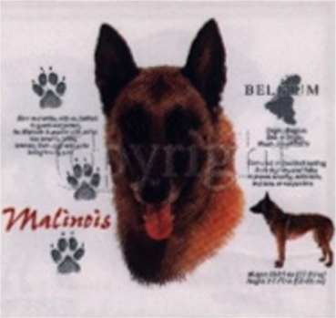 Motiv Belgischer Schäferhund Malinoi 4