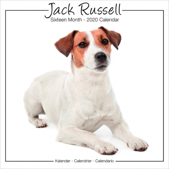 Studio Kalender 2023 Jack Russell Terrier