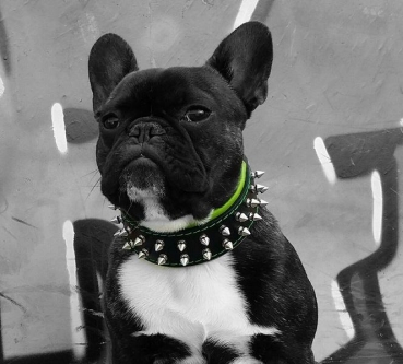 Frenchie Halsband Spitznieten Französische Bulldogge French Bulldog Mops Terrier