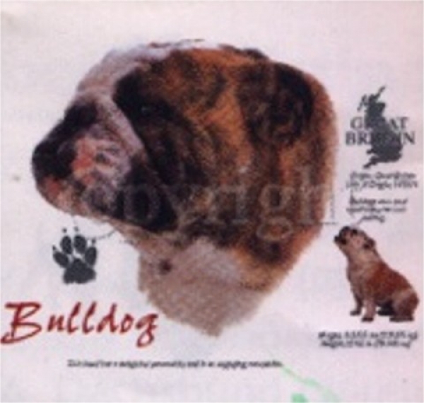 Motiv Englische Bulldogge 4