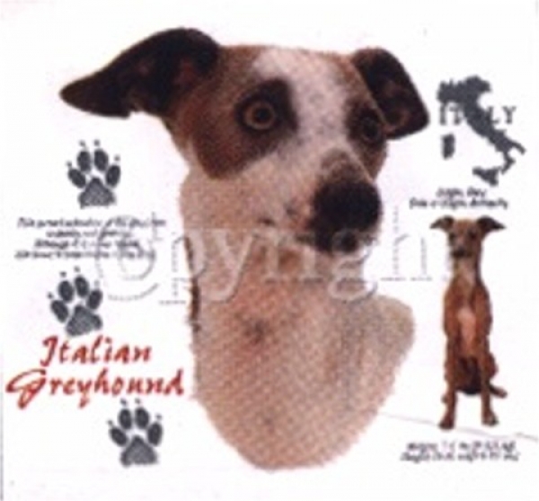 Motiv Italian Greyhound 4