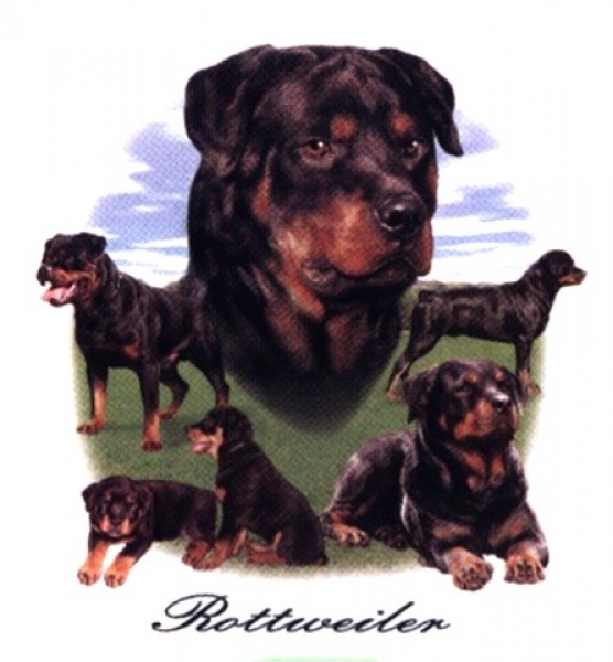 Motiv Rottweiler Gruppe