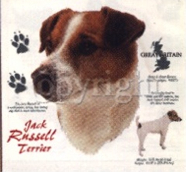 Motiv Jack Russell Terrier 4-1