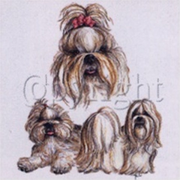 Motiv Shih Tzu 3er Gruppe