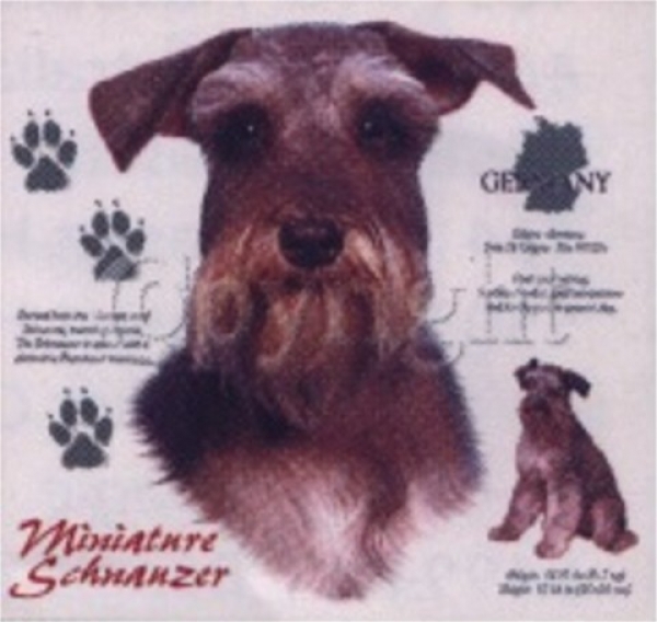 Motiv Miniature Schnauzer unkupiert 4