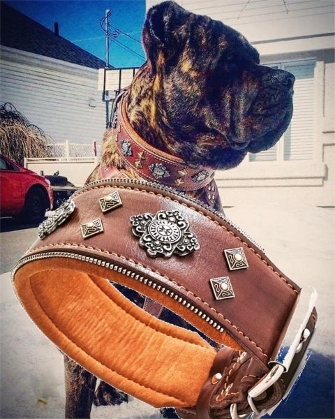 Aztec Molosser Halsband 6,5cm breit Cane Corso Rottweiler Dogge Bulldog Alabai