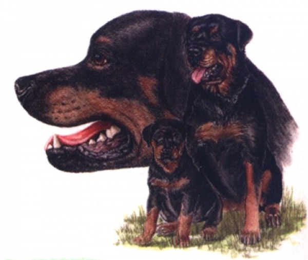 Motiv Rottweiler Trio 2