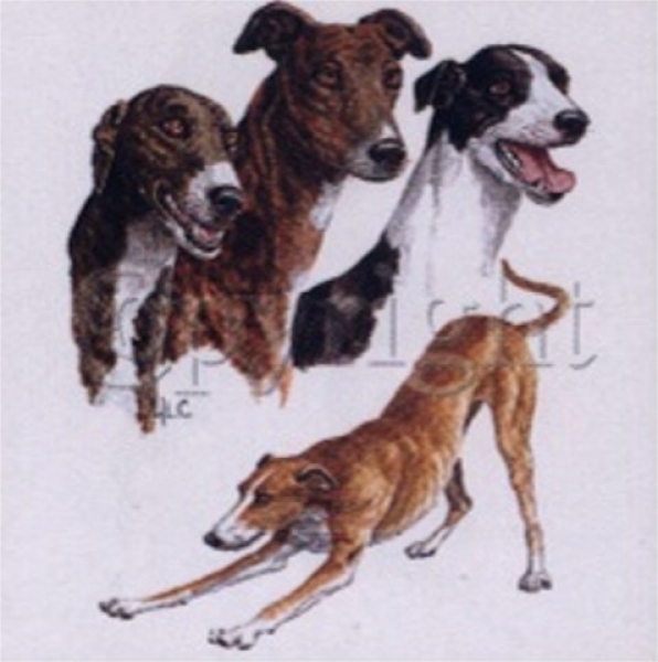 Motiv Greyhound 3er Gruppe