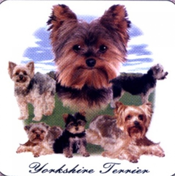 Motiv Yorkshire Terrier Gruppe