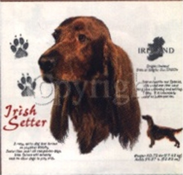 Motiv Irish Setter 4