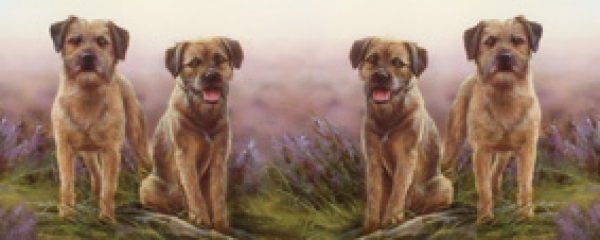 Tasse Motiv Border Terrier Moorland Walk