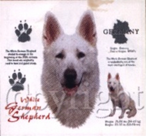 Motiv Schäferhund weiss 4